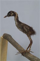 藏品(白腹秧雞)的圖片